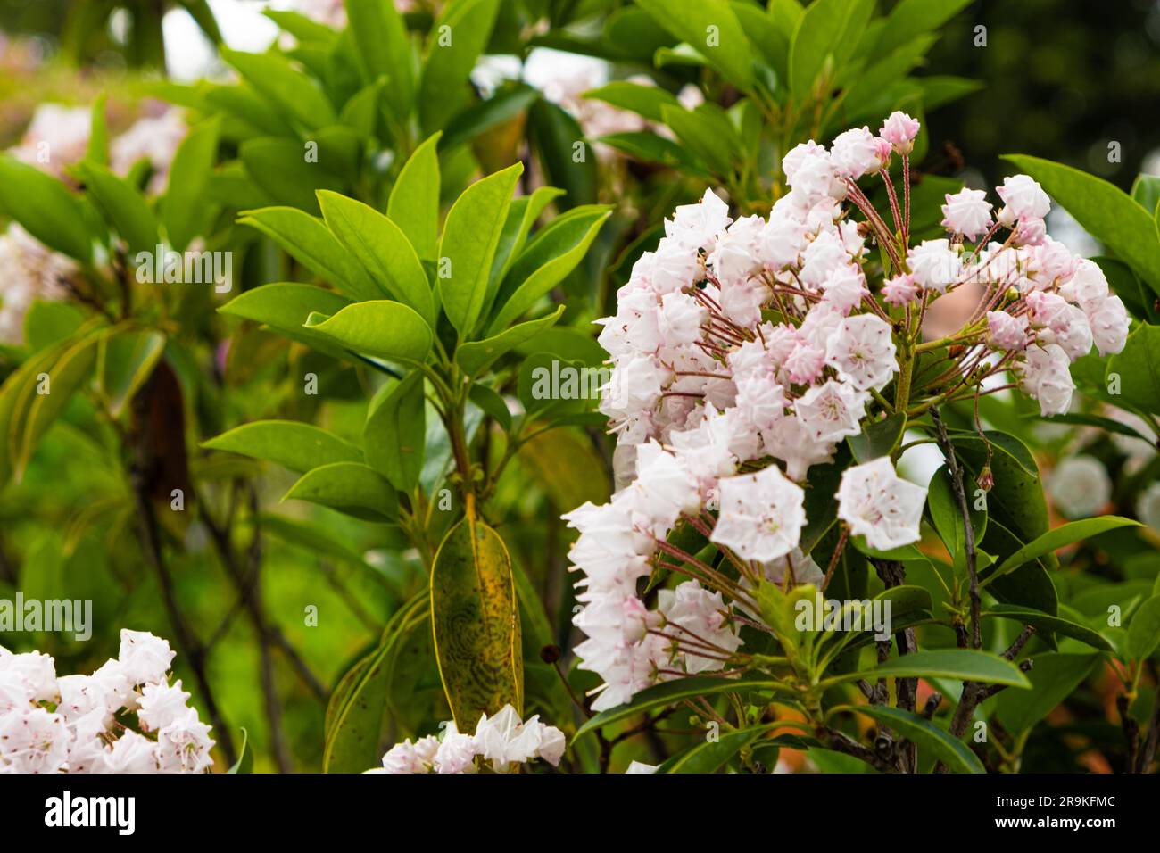 Broad-leaved Kalmia latifolia berglorbeer, HeatherEricaceae family ...