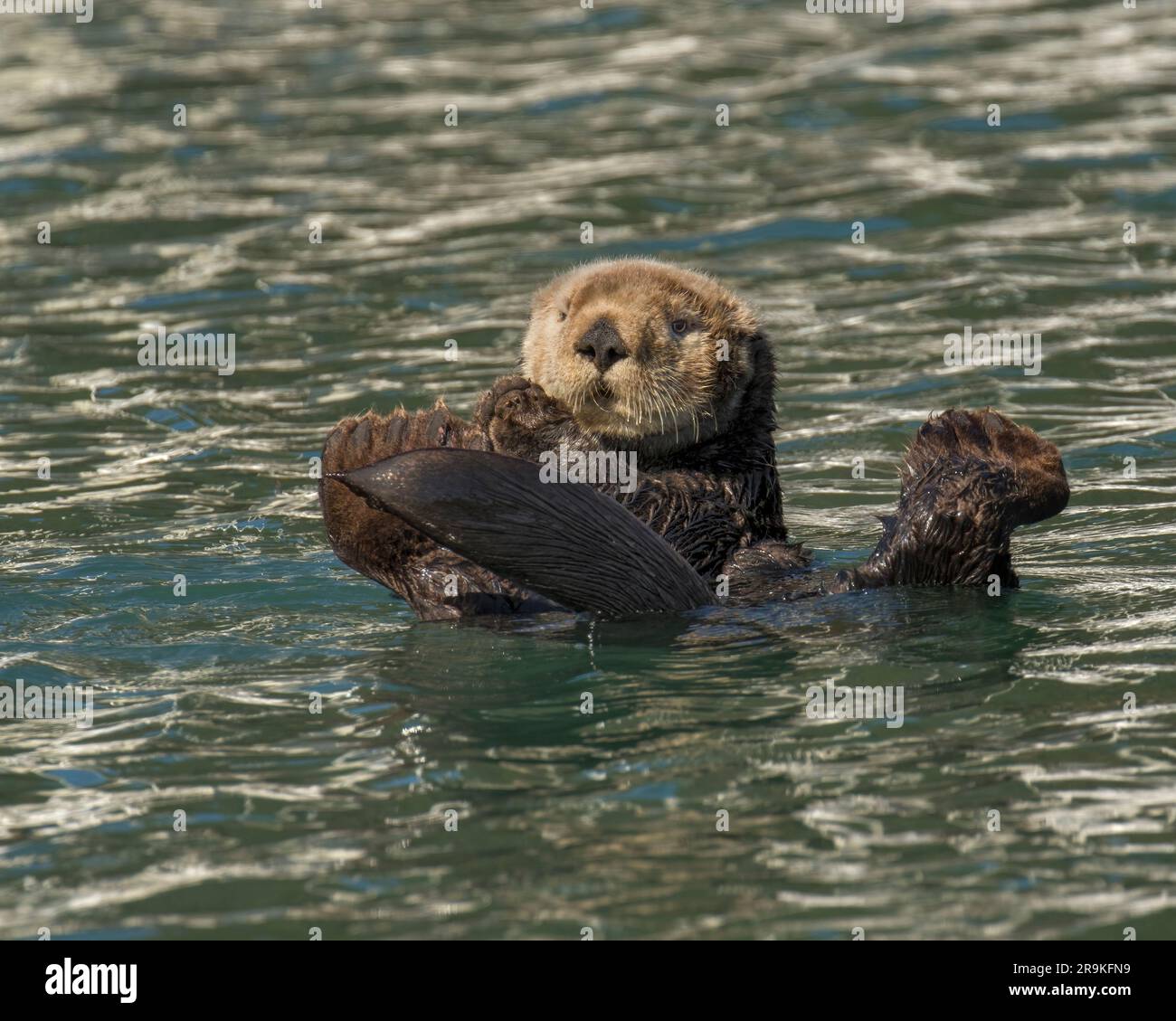 Sea otter (Enhydra lutris), marine mammal, Morro Bay, California Stock Photo