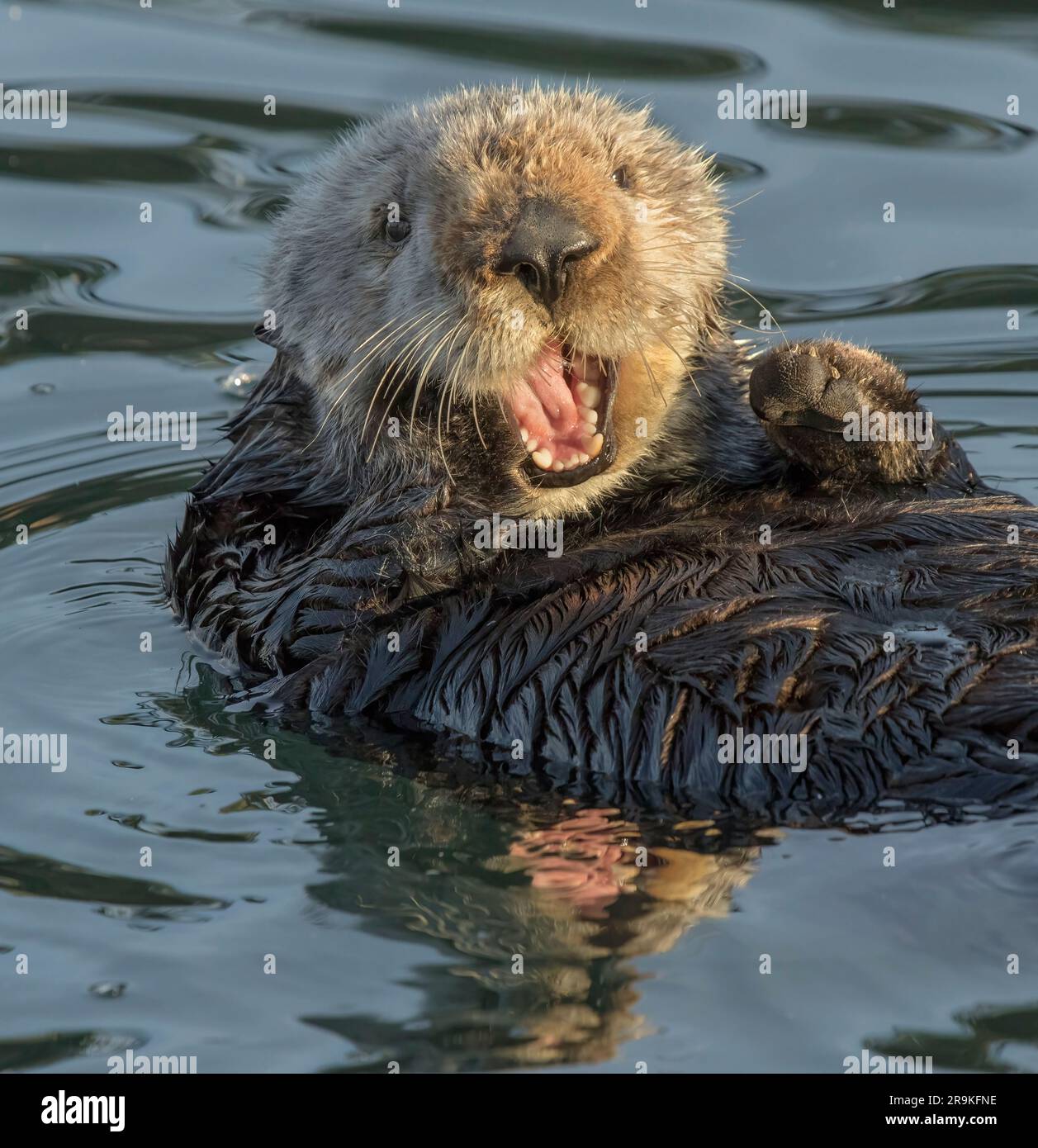 Sea otter (Enhydra lutris), marine mammal, Morro Bay, California Stock Photo