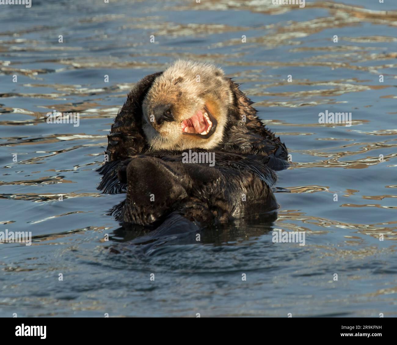 Sea otter (Enhydra lutris), marine mammal, Morro Bay, California Stock Photo