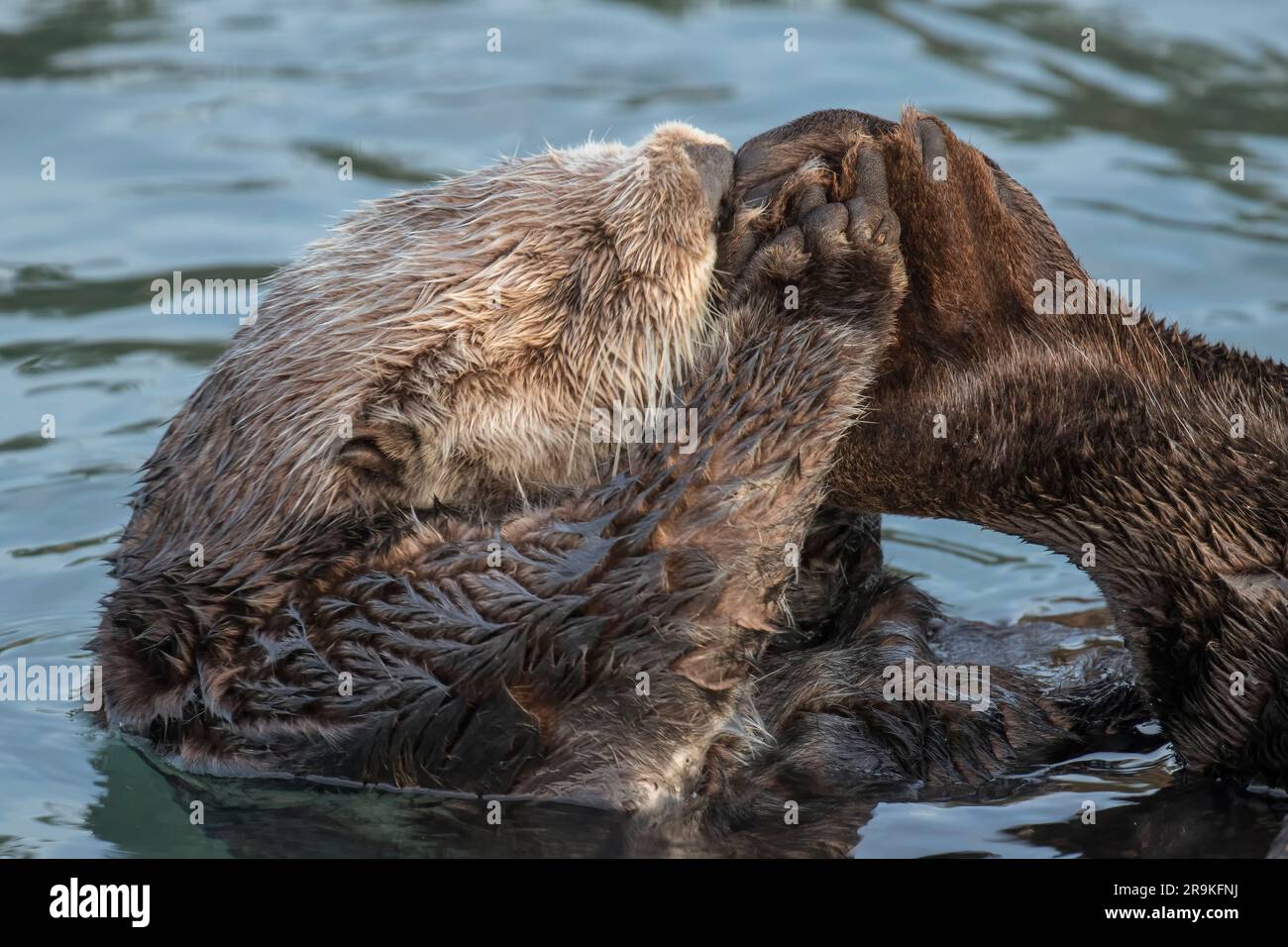 Sea otter (Enhydra lutris), marine mammal, Morro Bay, California Stock Photo