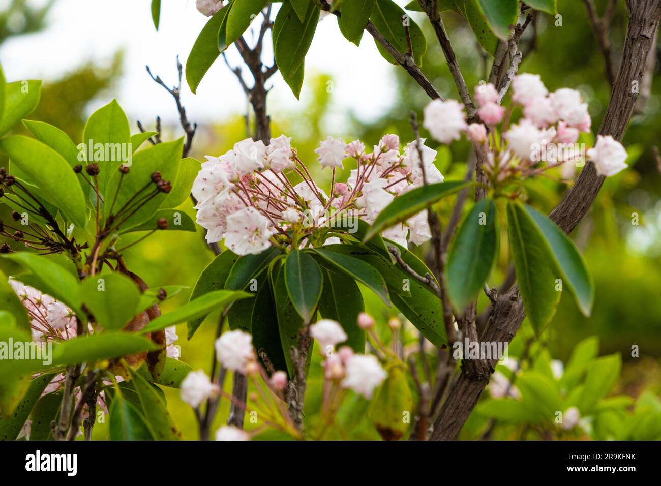 Broad-leaved Kalmia latifolia berglorbeer, HeatherEricaceae family ...