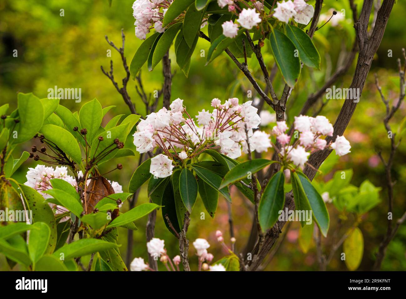 Broad-leaved Kalmia latifolia berglorbeer, HeatherEricaceae family ...