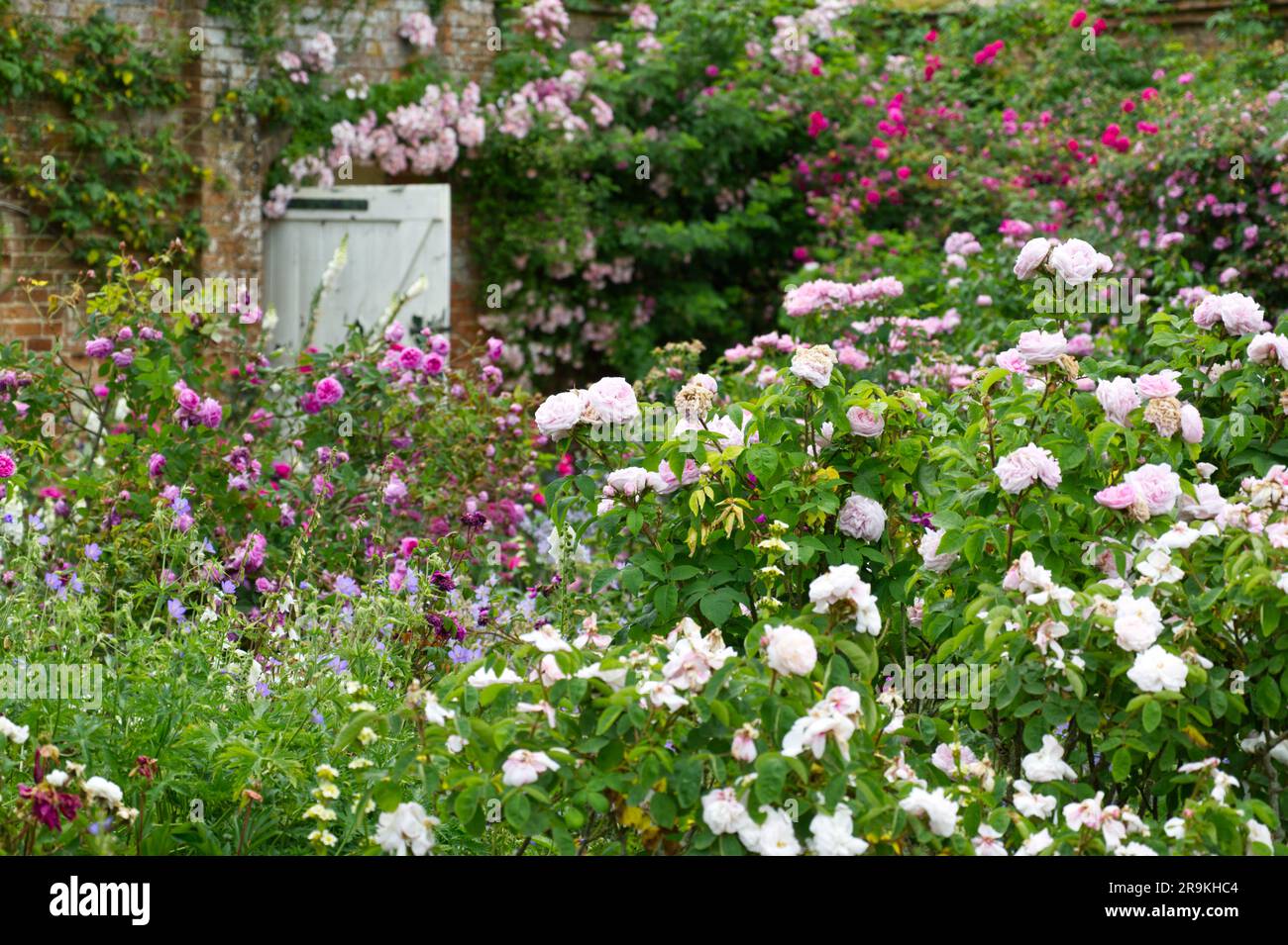 Walled rose garden at Mottisfont Abbey UK June Stock Photo