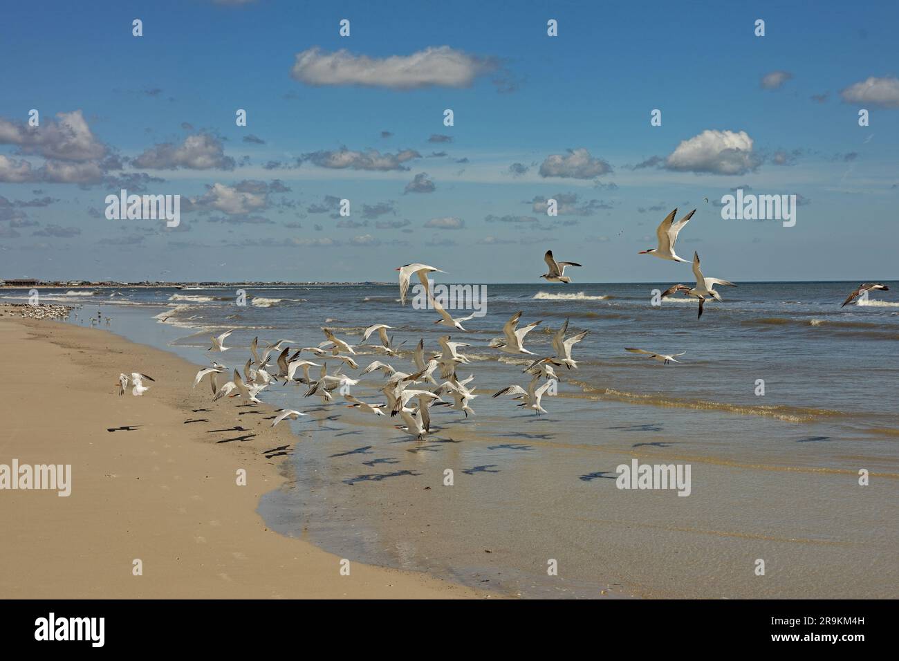 Birds At A Beach At Anastasia Island In Florida Stock Photo Alamy