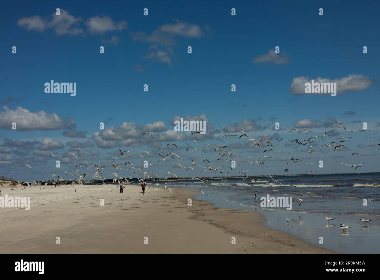 Two Bikes And Flying Birds At A Beach At Anastasia Island In Florida 