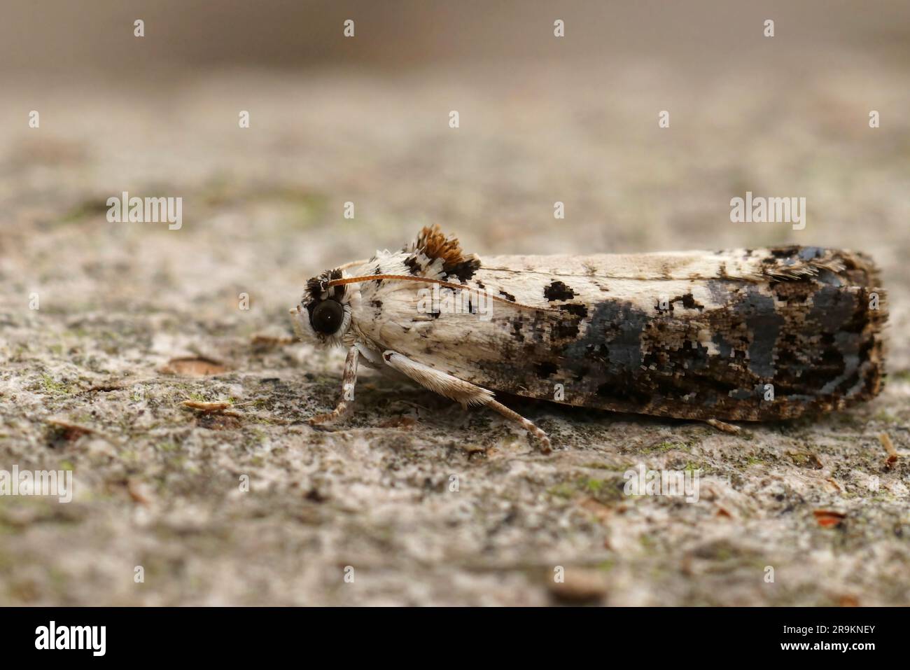 Detailed closeup on the small White-backed Marble tortricid micro moth, Hedya salicella, sitting on wood Stock Photo