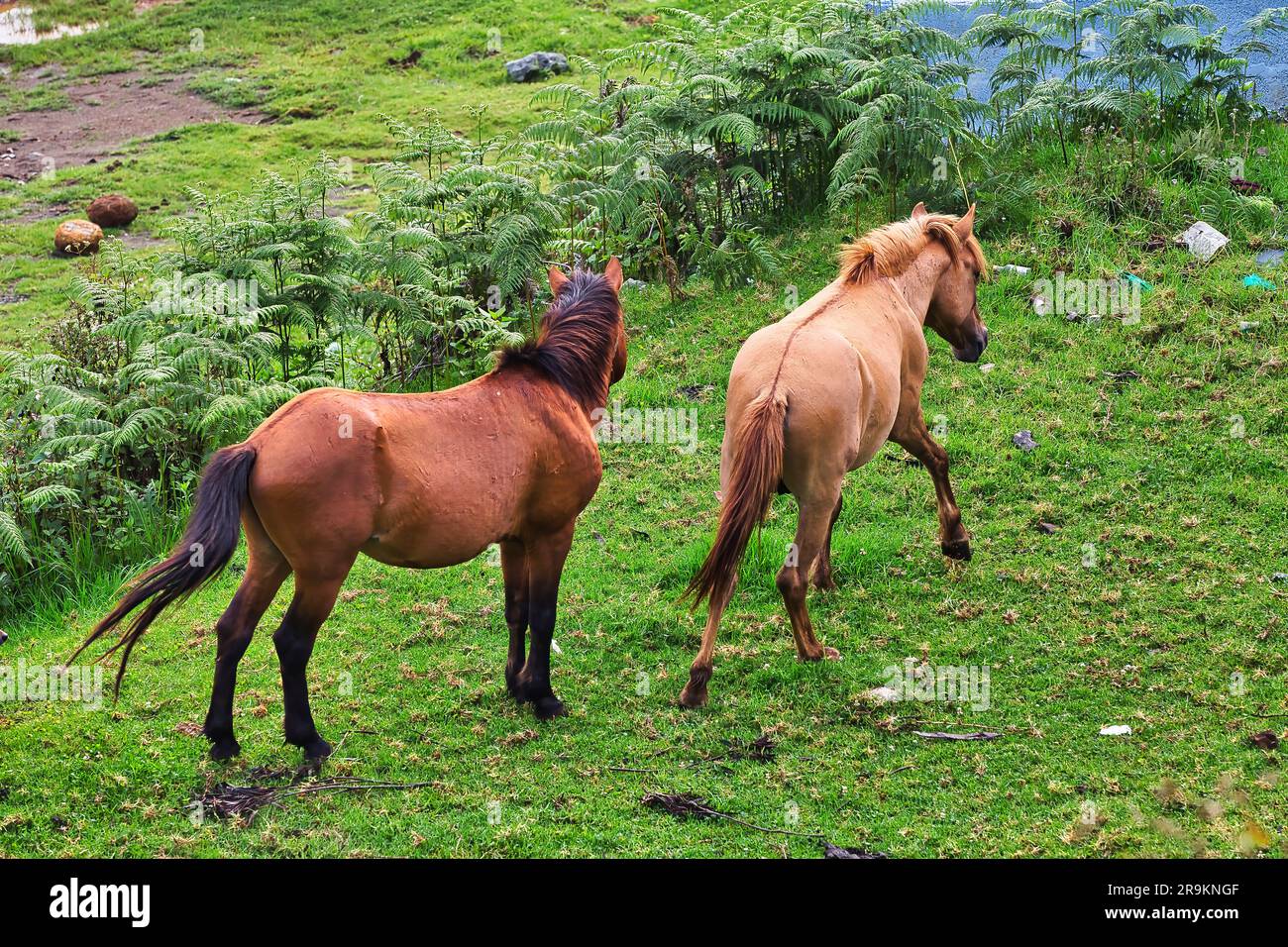 Two horses galloping in the meadow. Stock Photo