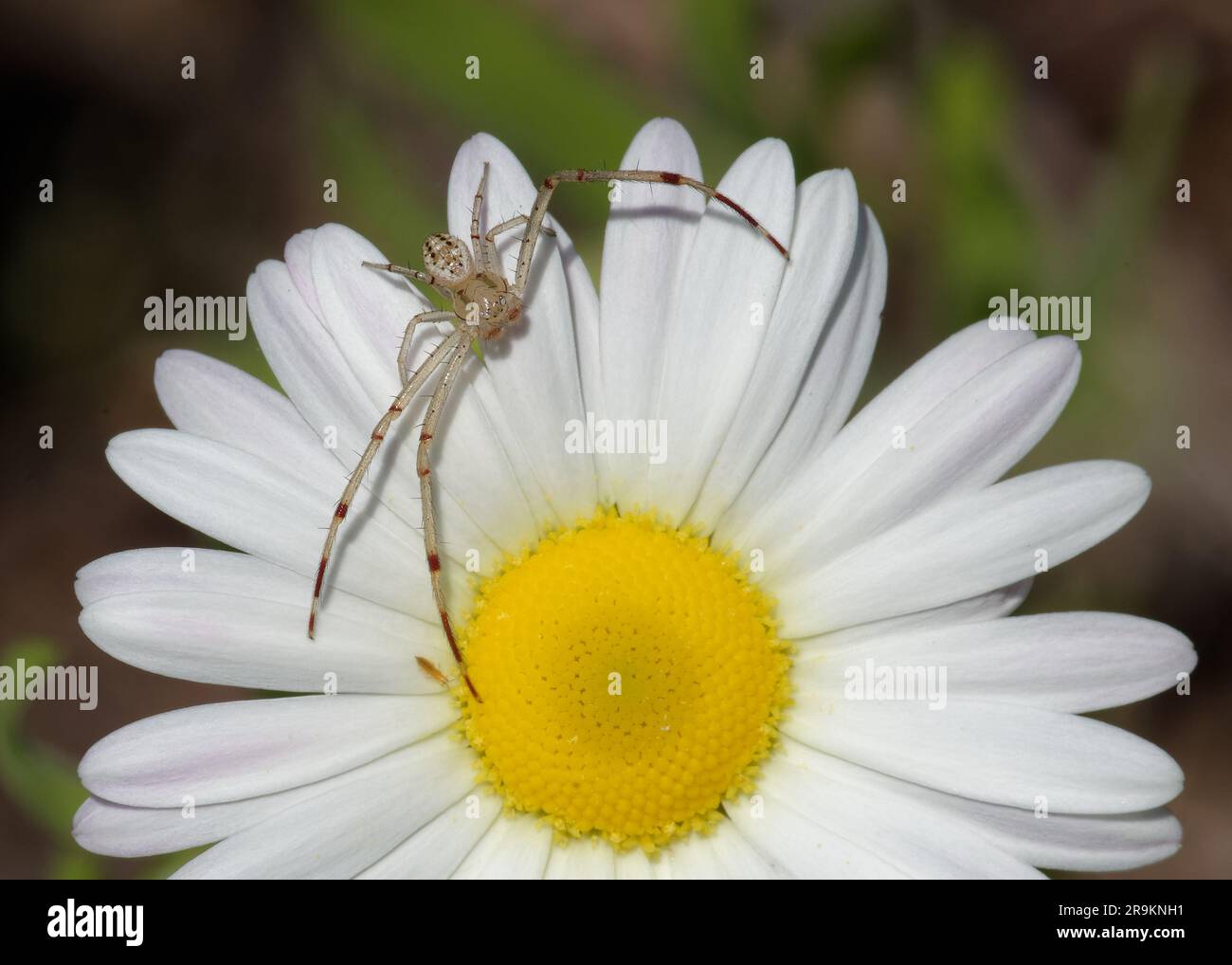 Crab spider Stock Photo
