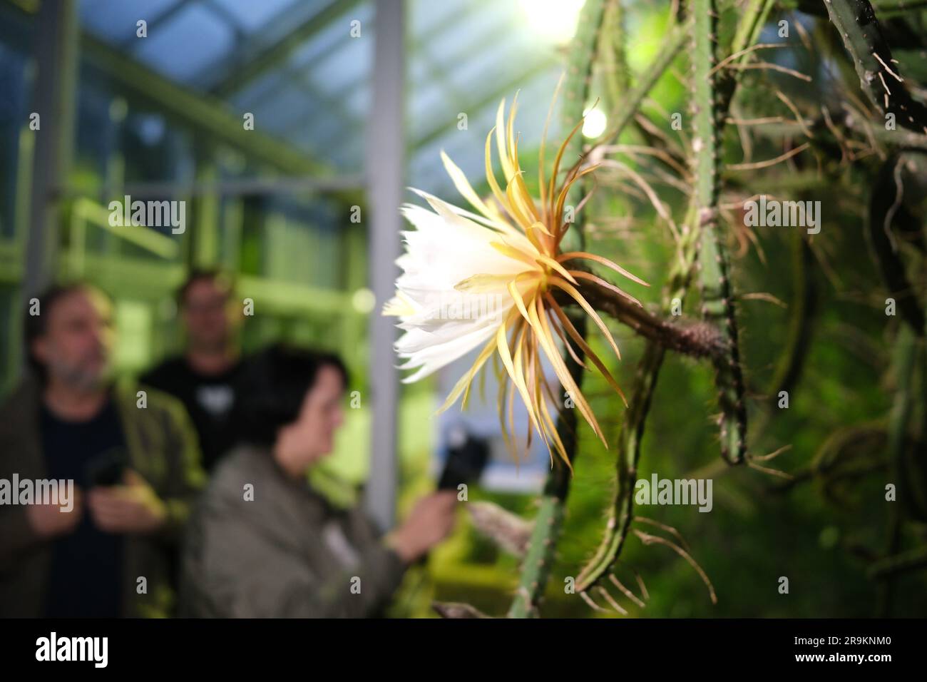 Leipzig, Germany. 27th June, 2023. A flower of the "Queen of the Night