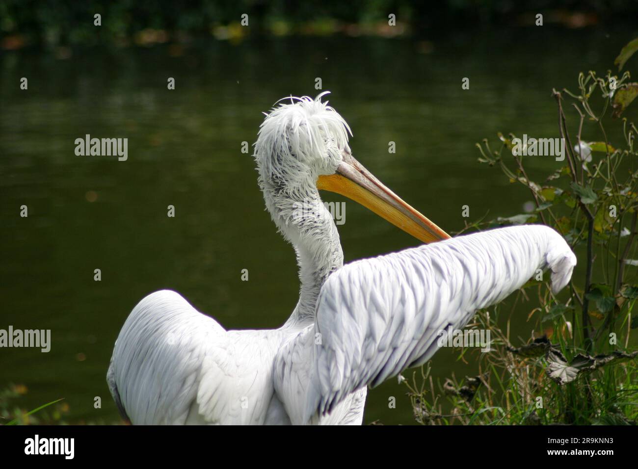 Pink pelican or great white pelican (lat. Pelecanus onocrotalus) - a species from the pelican family (lat. Pelecanidae) in ZOO Zagreb, October 7, 2019 Stock Photo