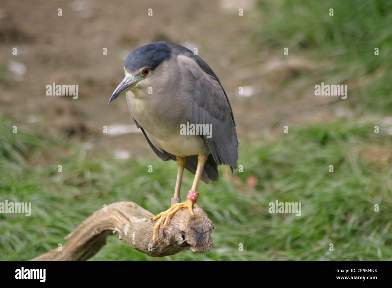 Black-crowned night heron (Nycticorax nycticorax), or black-capped night heron, usually shortened to just night heron in Zoo Zagreb,  07 Oct 2019 Stock Photo