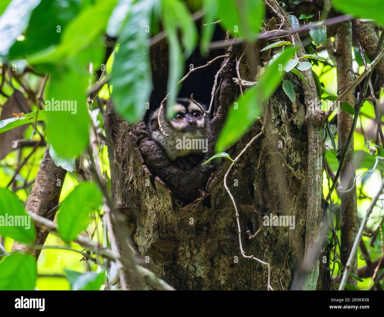 A Colombian Night Monkey (Aotus lemurinus) in a tree hole. Colombia