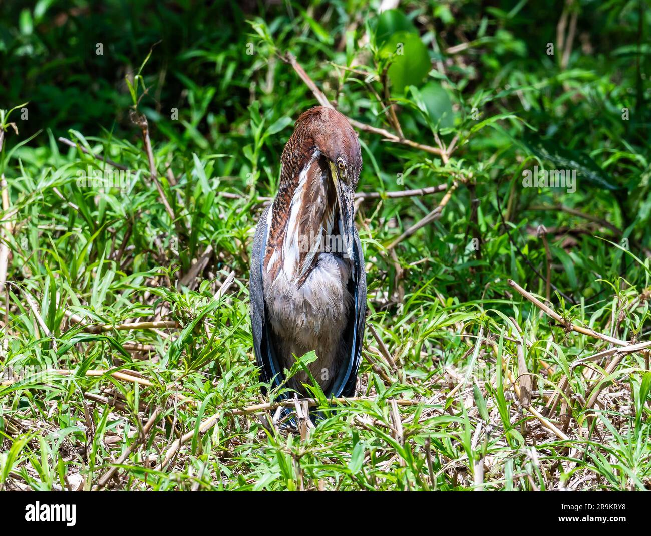 A Rufescent Tiger-Heron (Tigrisoma lineatum) sunning in grass. Colombia, South America. Stock Photo