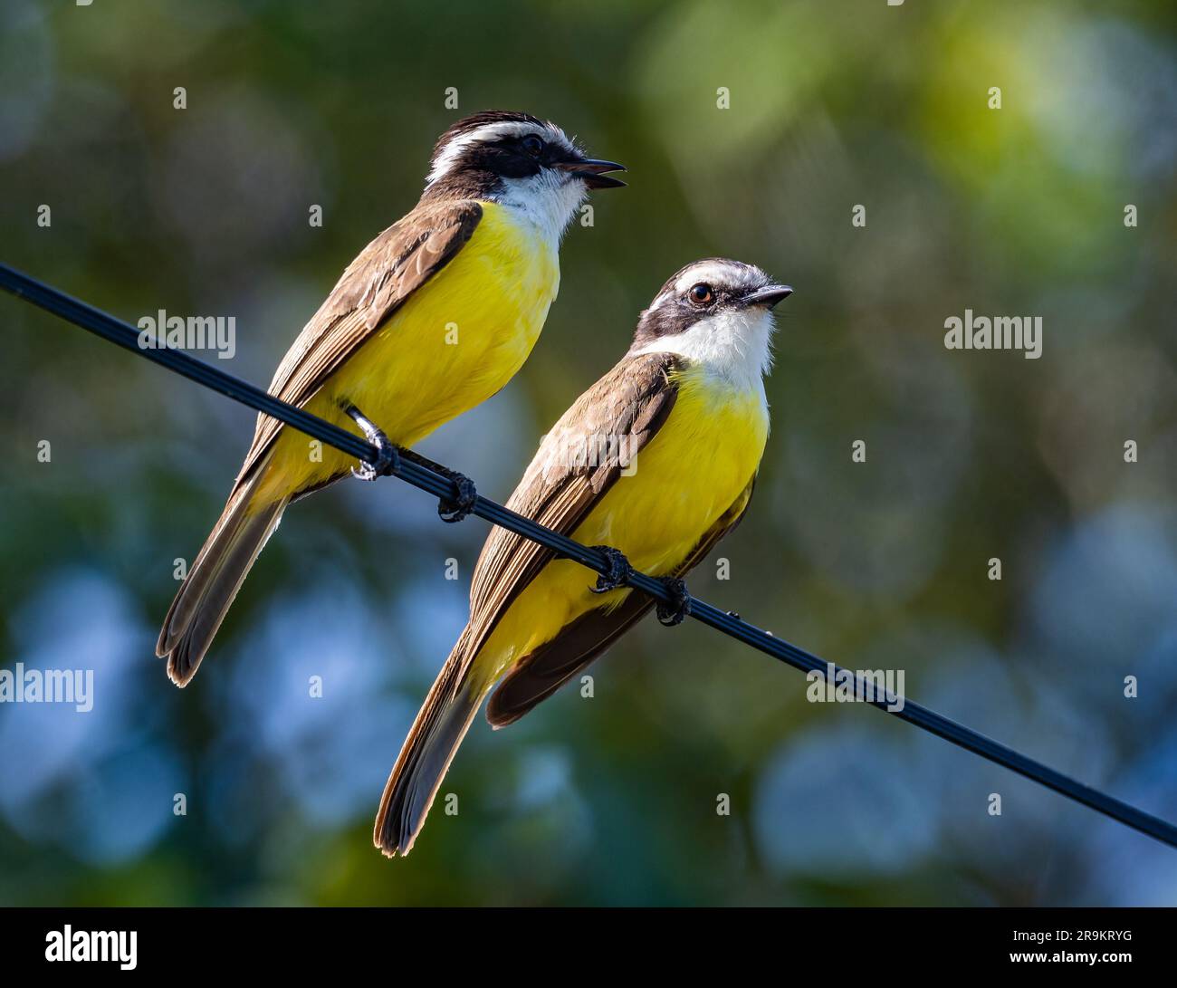 A pair White-bearded Flycatchers (Phelpsia inornata) perched on powerline. Colombia, South America. Stock Photo