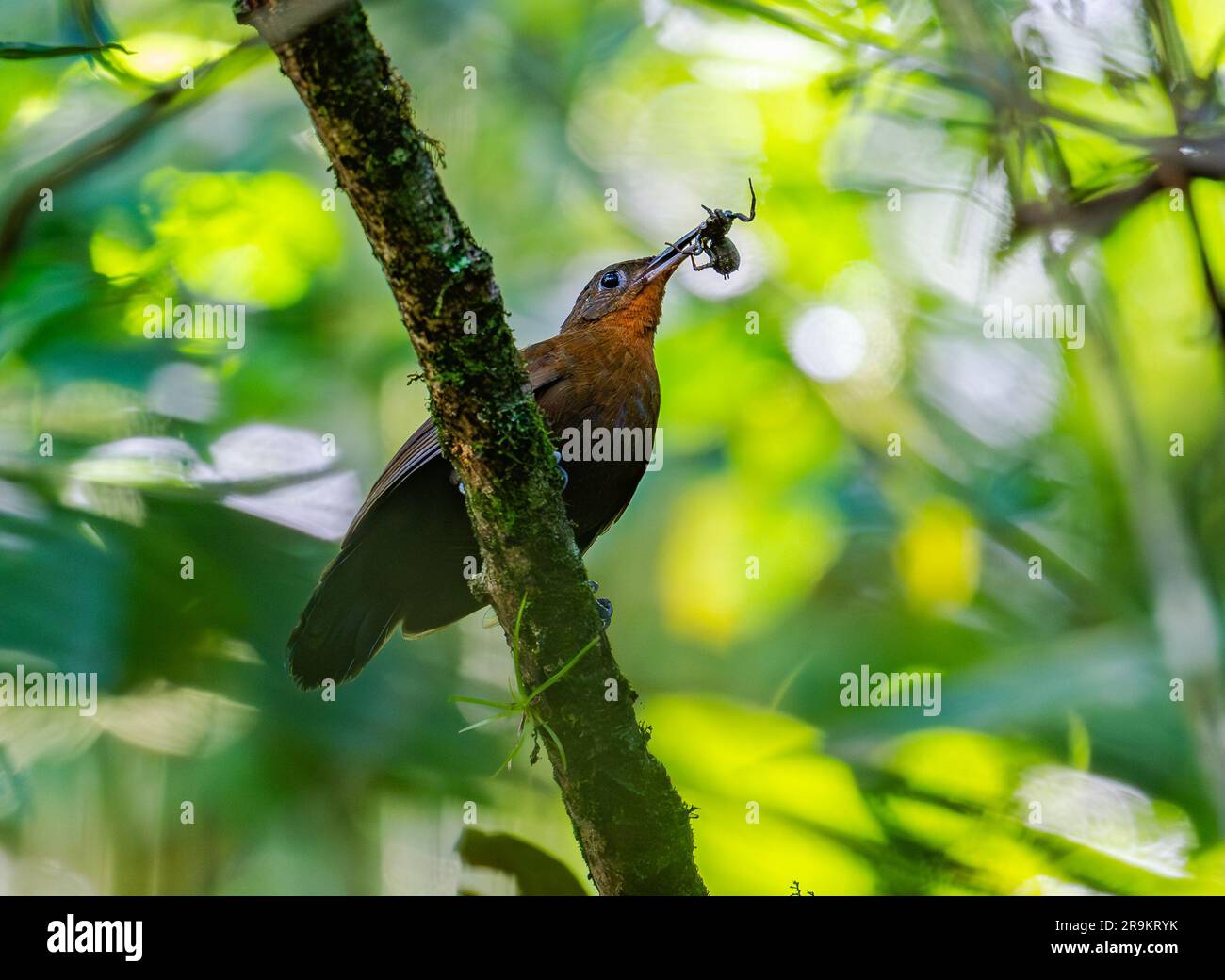 A South American Leaftosser (Sclerurus obscurior) with a spider in its beak. Colombia, South America. Stock Photo
