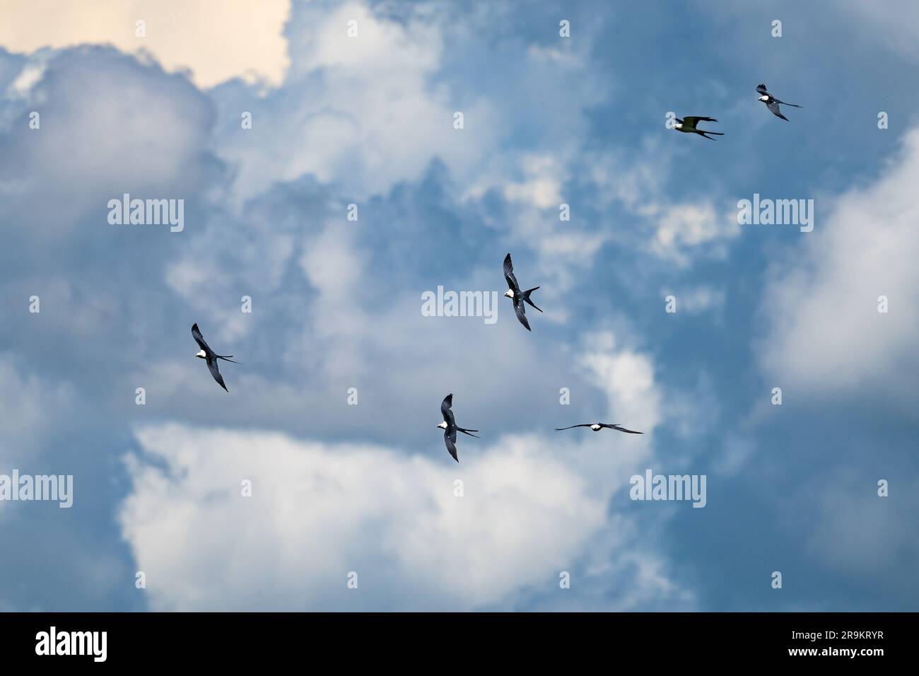 Several Swallow-tailed Kites (Elanoides forficatus) soaring in sky. Colombia, South America. Stock Photo