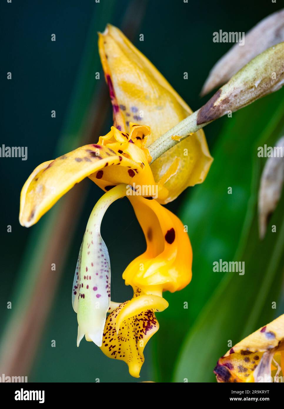 Bright yellow flower of Stanhopea orchid. Colombia, South America. Stock Photo