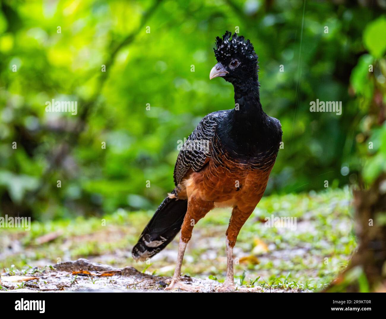 Bluebilled Curassow (Crax alberti) is a Critically Endangered species