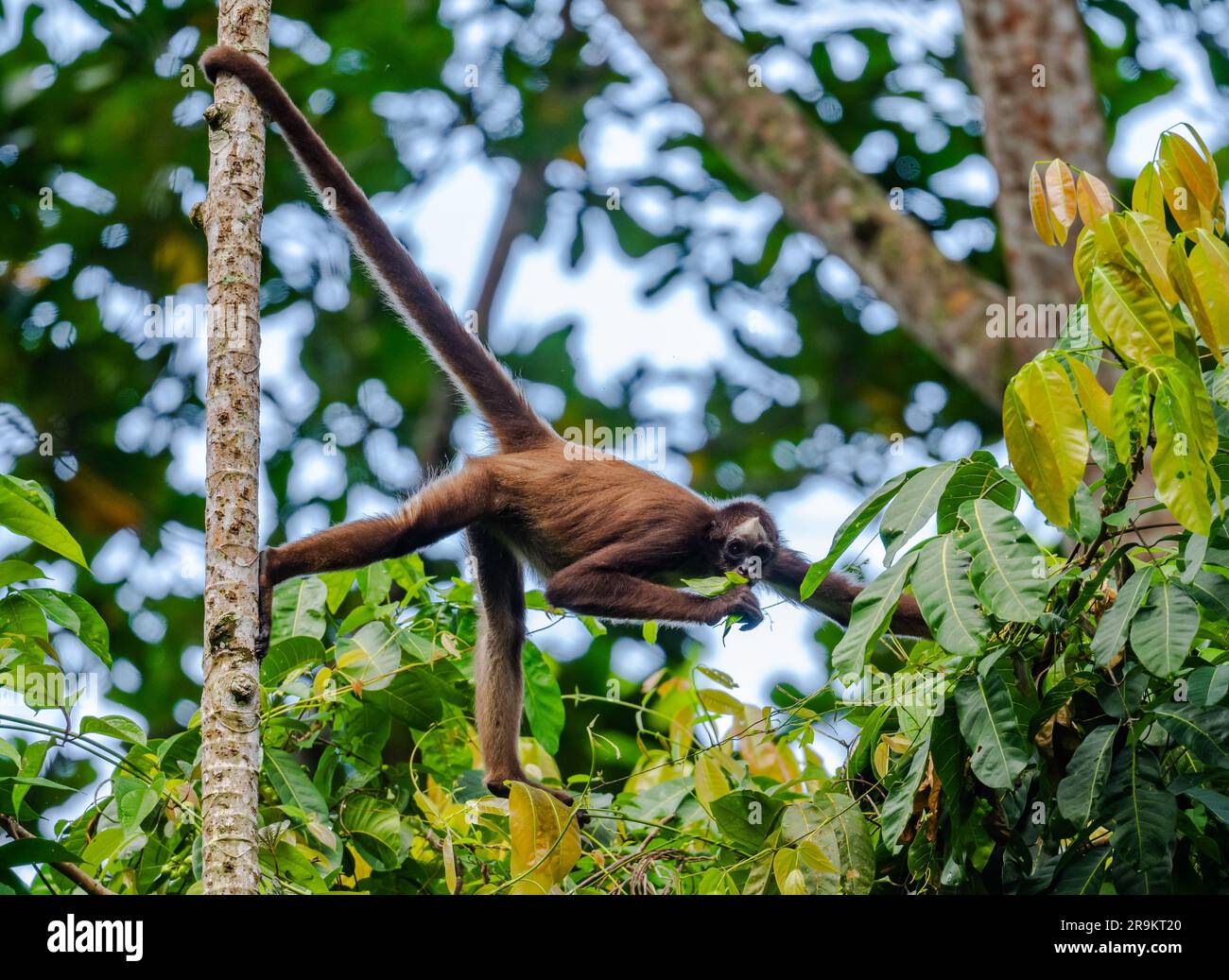 A critically endangered Brown Spider Monkey (Ateles hybridus) foraging in forest. Colombia, South America. Stock Photo