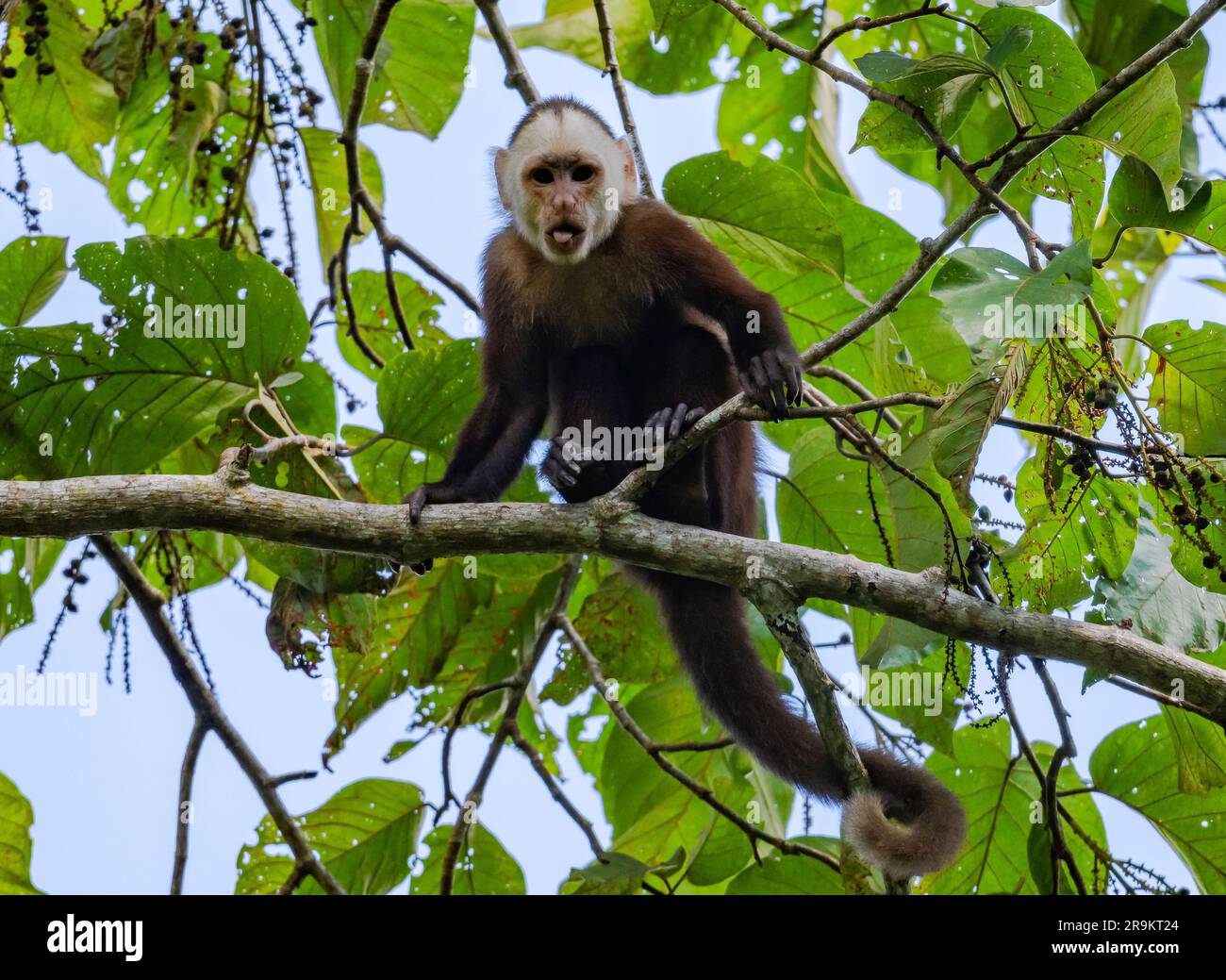Cebus versicolor hi res stock photography and images Alamy Cebus versicolor hi res stock photography and images Alamy