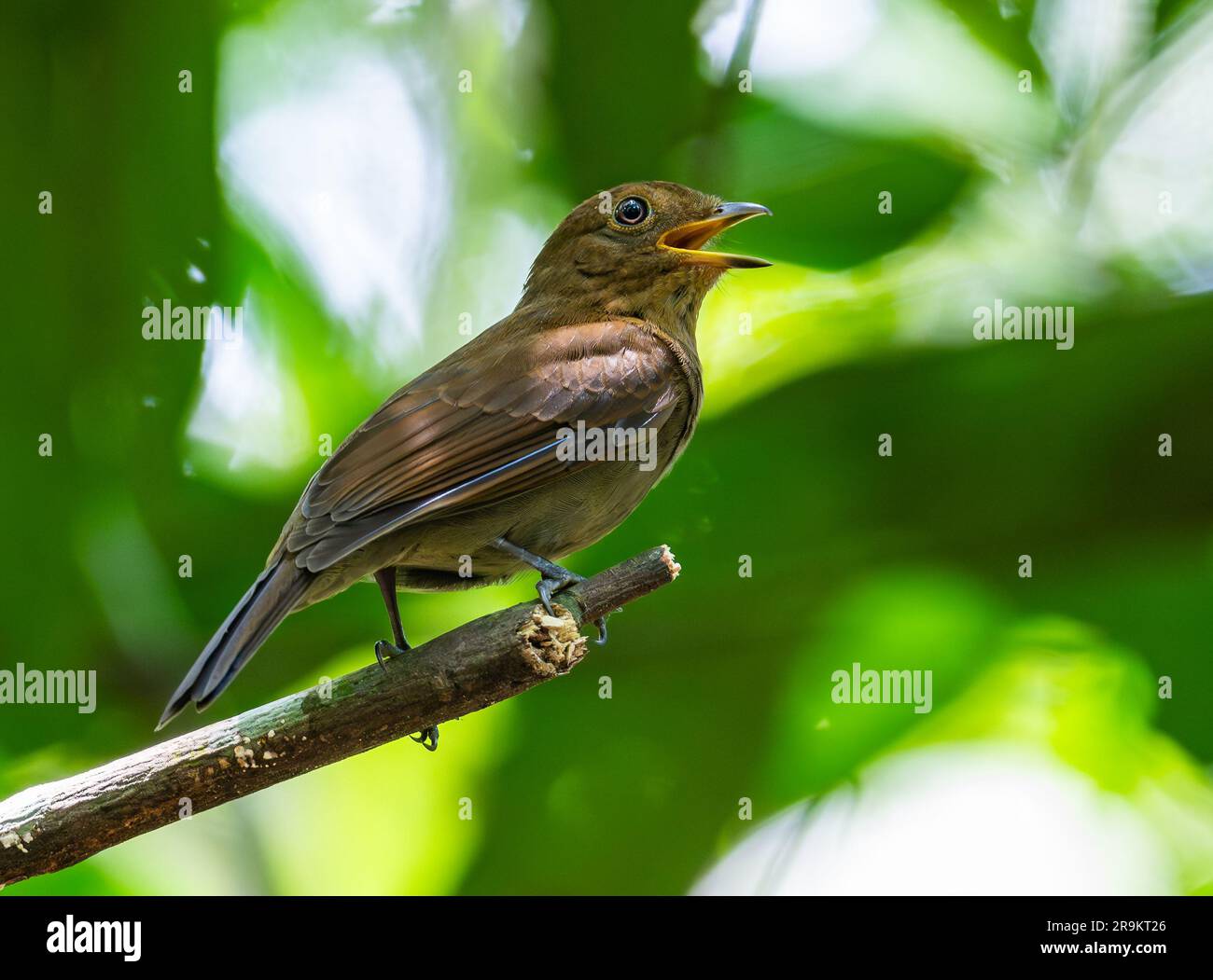 A Russet-winged Schiffornis (Schiffornis stenorhyncha) singing on abranch. Colombia, South America. Stock Photo