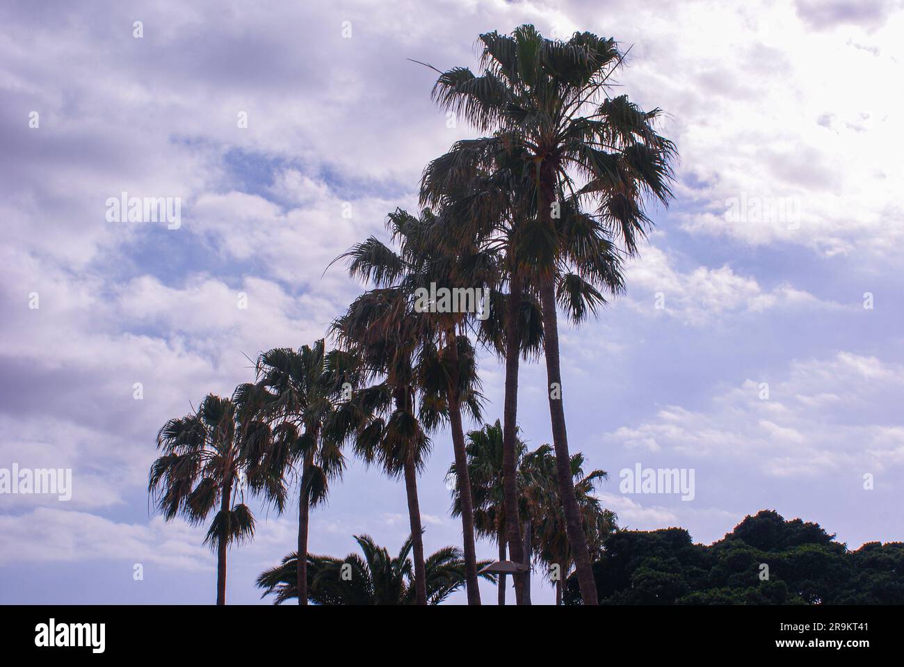 Low angle view of palm trees on a beach hi-res stock photography and ...