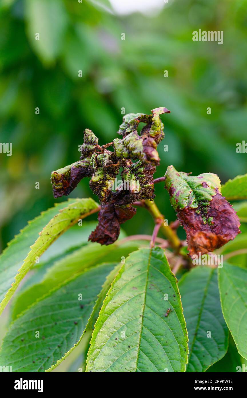 Cherry tree leaves infested with aphids. A lot of harmful aphids on