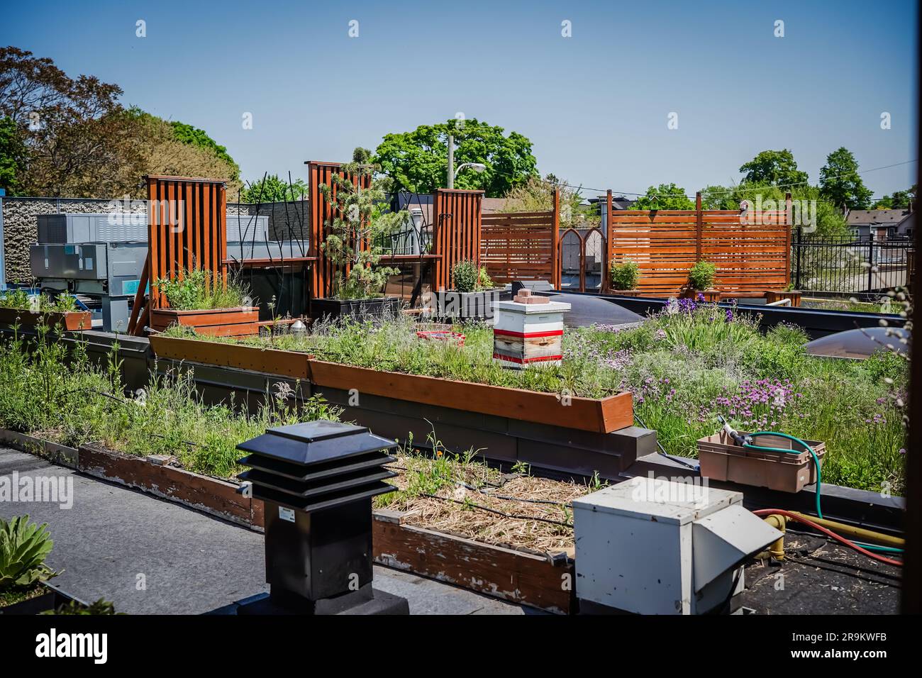 small community rooftop garden in Greek town, East York, Toronto