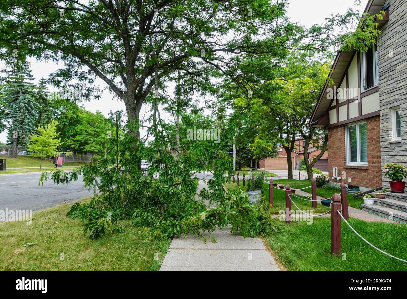 A broken tree branch blocking the path way Stock Photo - Alamy