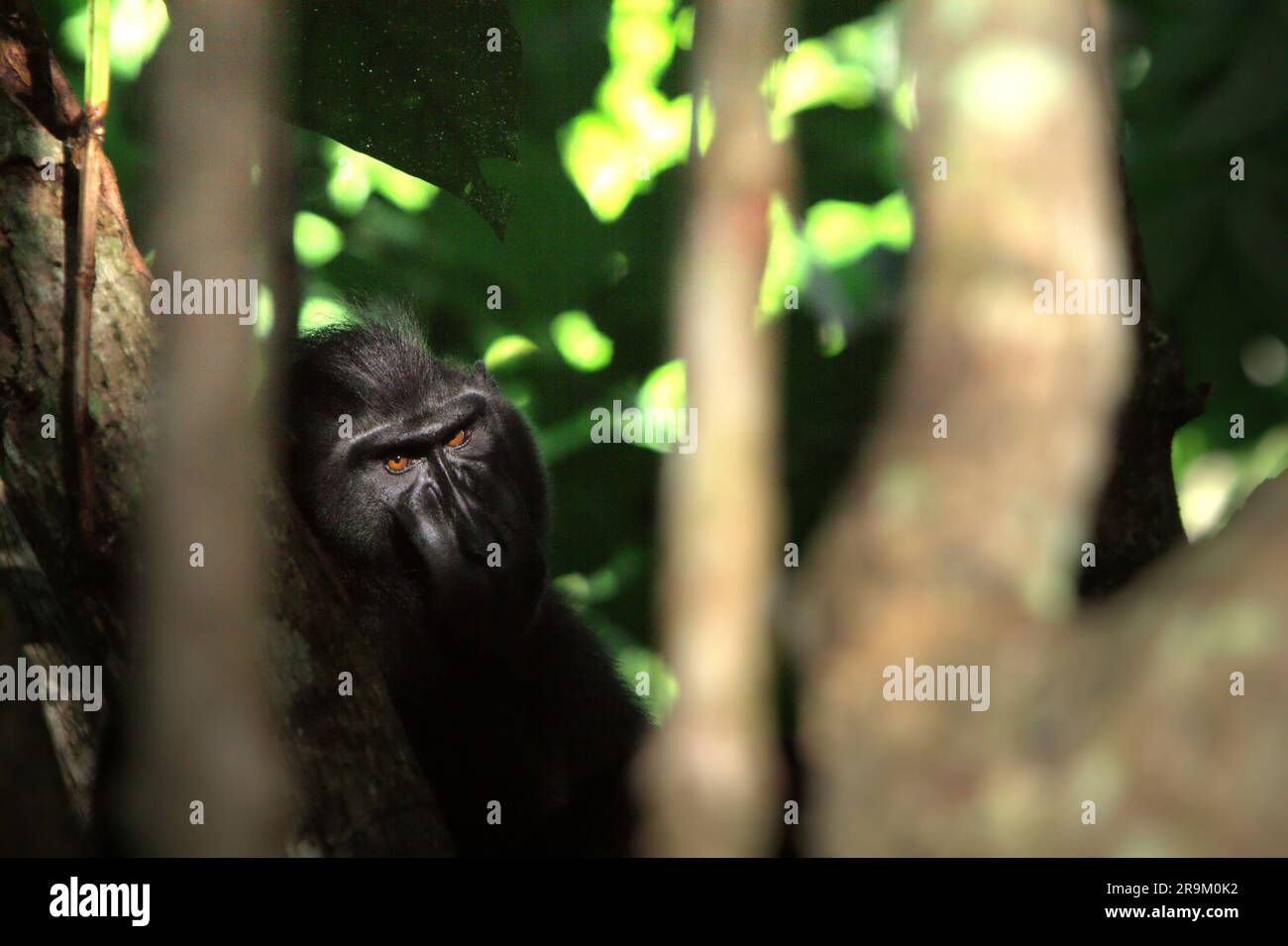 A Sulawesi black crested macaque (Macaca nigra) stares at camera as it is photographed from behind a tree in Tangkoko Nature Reserve in North Sulawesi, Indonesia. Climate change may gradually change behaviours and reproductive cycle of this threatened species, while at the same time reduce their habitat suitability, that could force them to move out of safe habitats and face potential conflicts with human, scientists say. Without the warming temperature, primates have already suffered from the escalating anthropogenic pressures, causing them to have declining population and extinction risk. Stock Photo
