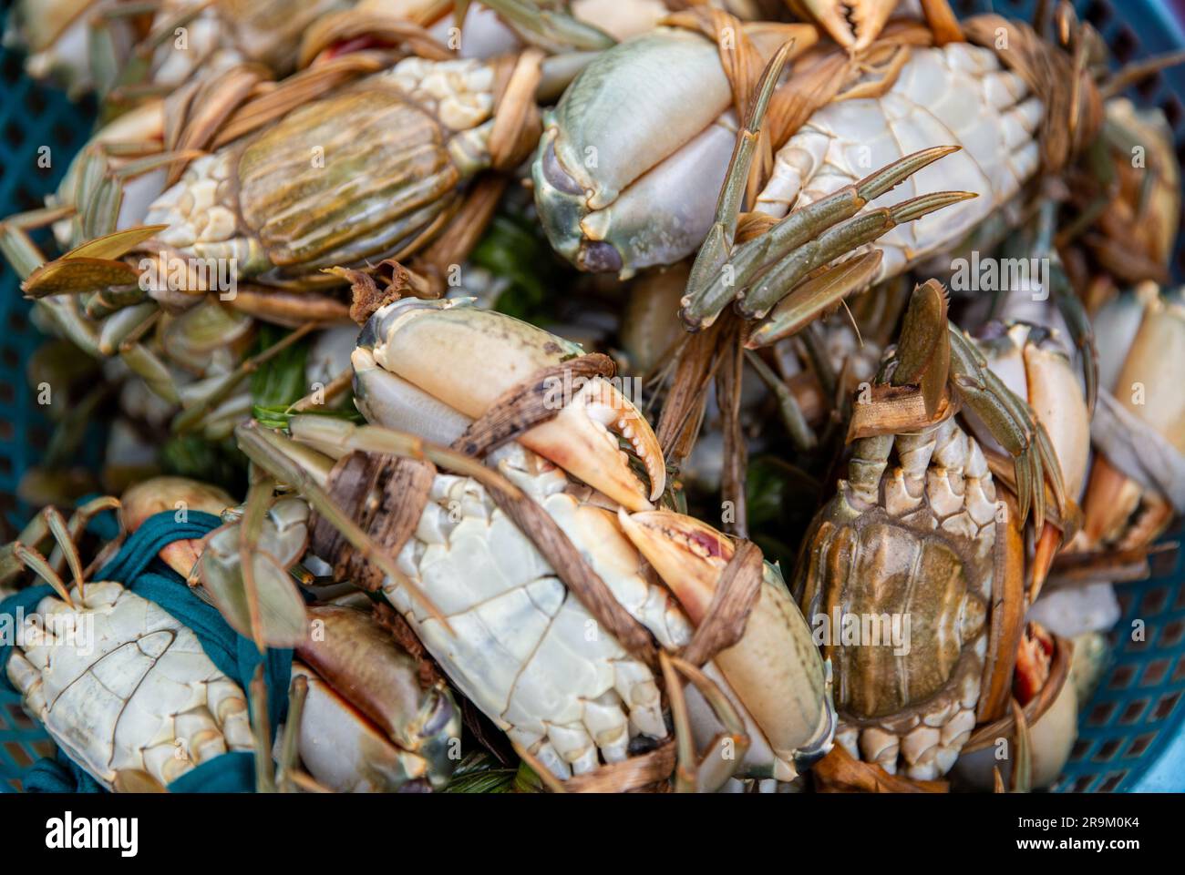 Live crabs for sale hi-res stock photography and images - Alamy