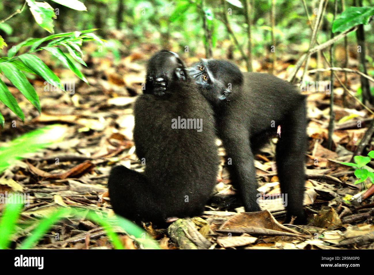 A Sulawesi black-crested macaque (Macaca nigra) is comforting another individual by 'kissing' in Tangkoko Nature Reserve, North Sulawesi, Indonesia. Climate change may gradually change behaviours and reproductive cycle of this threatened species, while at the same time reduce their habitat suitability, that could force them to move out of safe habitats and face potential conflicts with human, scientists say. Without the warming temperature, primates have already suffered from the escalating anthropogenic pressures, causing them to have declining population and extinction risk. Stock Photo