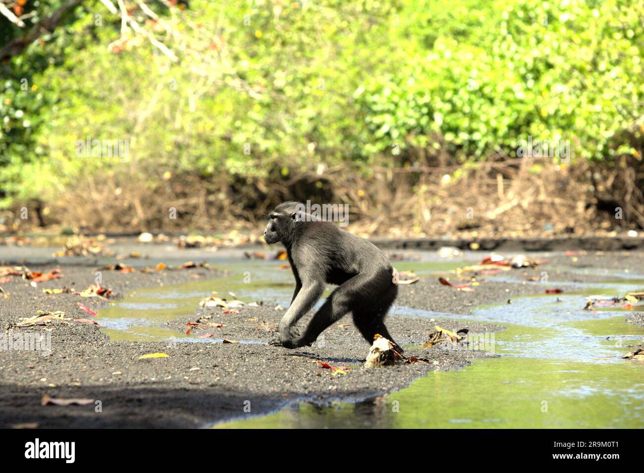 A Sulawesi black crested macaque (Macaca nigra) walks bipedally as it is foraging on a stream near a beach in Tangkoko forest, North Sulawesi, Indonesia. Climate change may gradually change behaviours and reproductive cycle of this threatened species, while at the same time reduce their habitat suitability, that could force them to move out of safe habitats and face potential conflicts with human, scientists say. Without the warming temperature, primates have already suffered from the escalating anthropogenic pressures, causing them to have declining population and extinction risk. Stock Photo