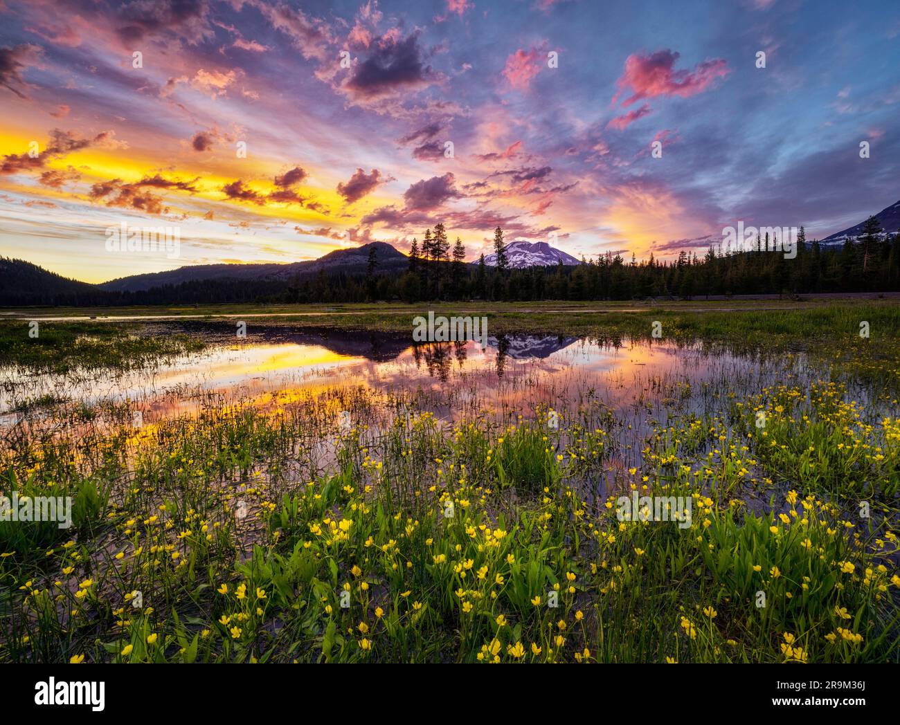 South Sister mountain and Sarks Lake with wilflowers and sunset ...