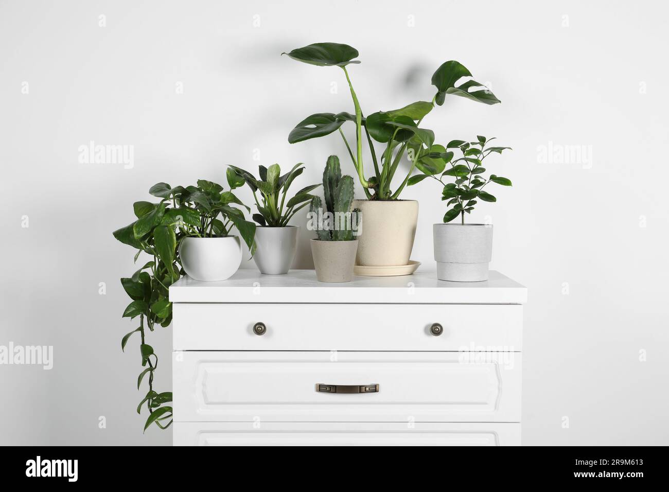 Many different houseplants in pots on chest of drawers near white wall ...