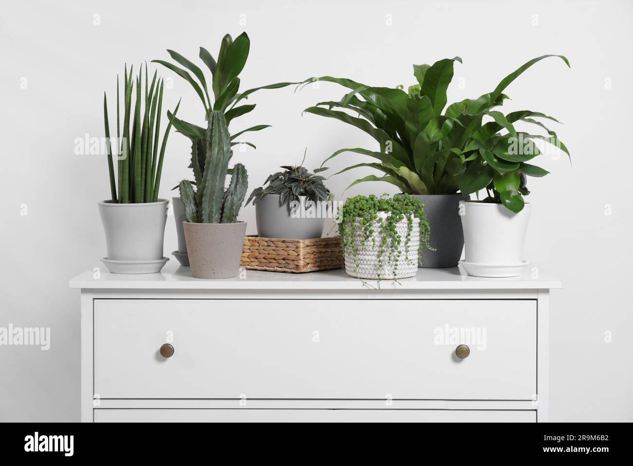 Green houseplants in pots on chest of drawers near white wall Stock ...