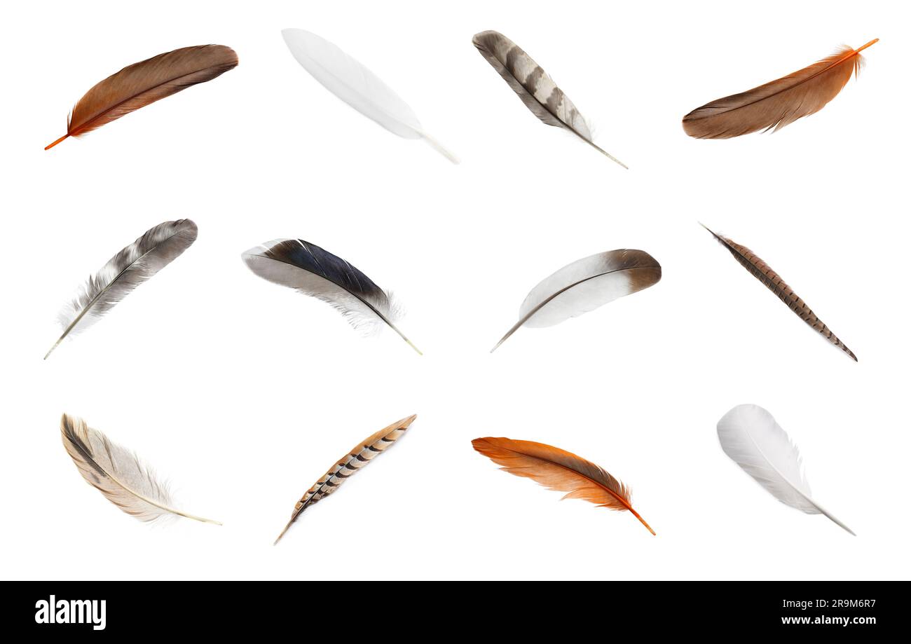 Set with different beautiful feathers on white background Stock Photo ...