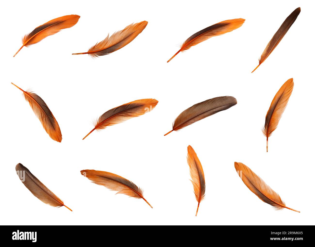 Set with beautiful feathers on white background Stock Photo - Alamy