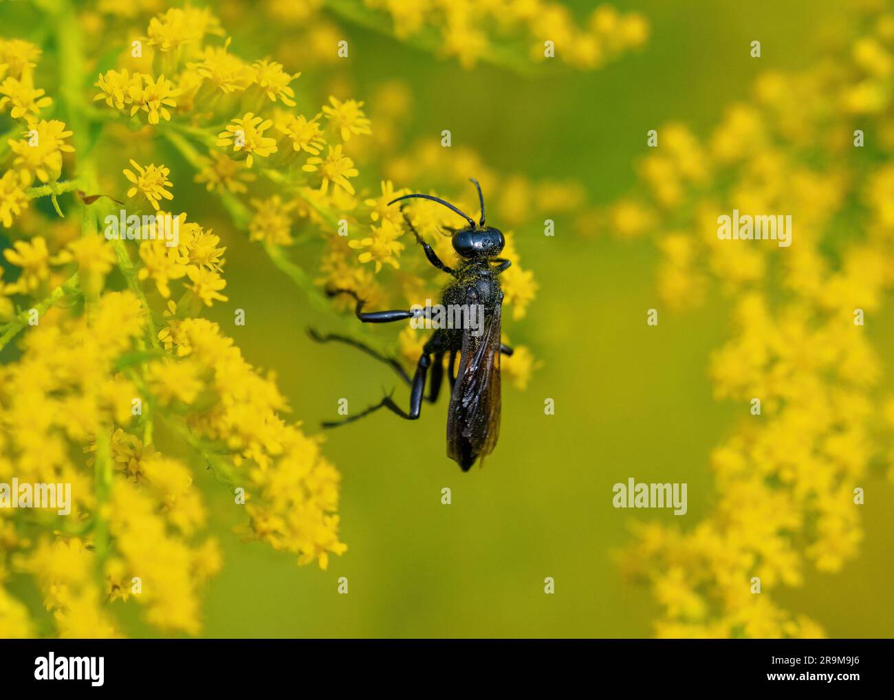 A Great Black Wasp hanging onto a Goldenrod plant while pollinating. Stock Photo