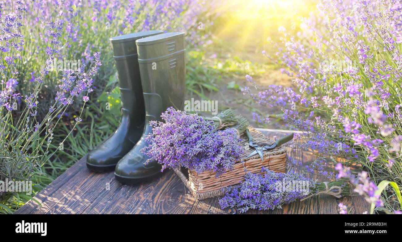 Harvesting lavender.Cut dry lavender flowers and a garden pruner in a hat  on a wooden box next to blooming lavender bushes. Summer Stock Photo - Alamy