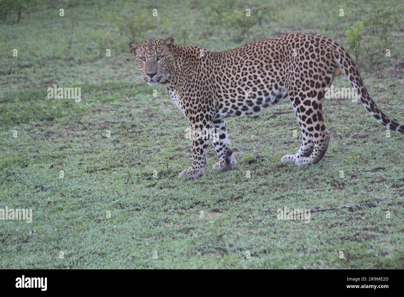 Sri Lankan Leopards in the Wild. Visit Sri Lanka Stock Photo - Alamy