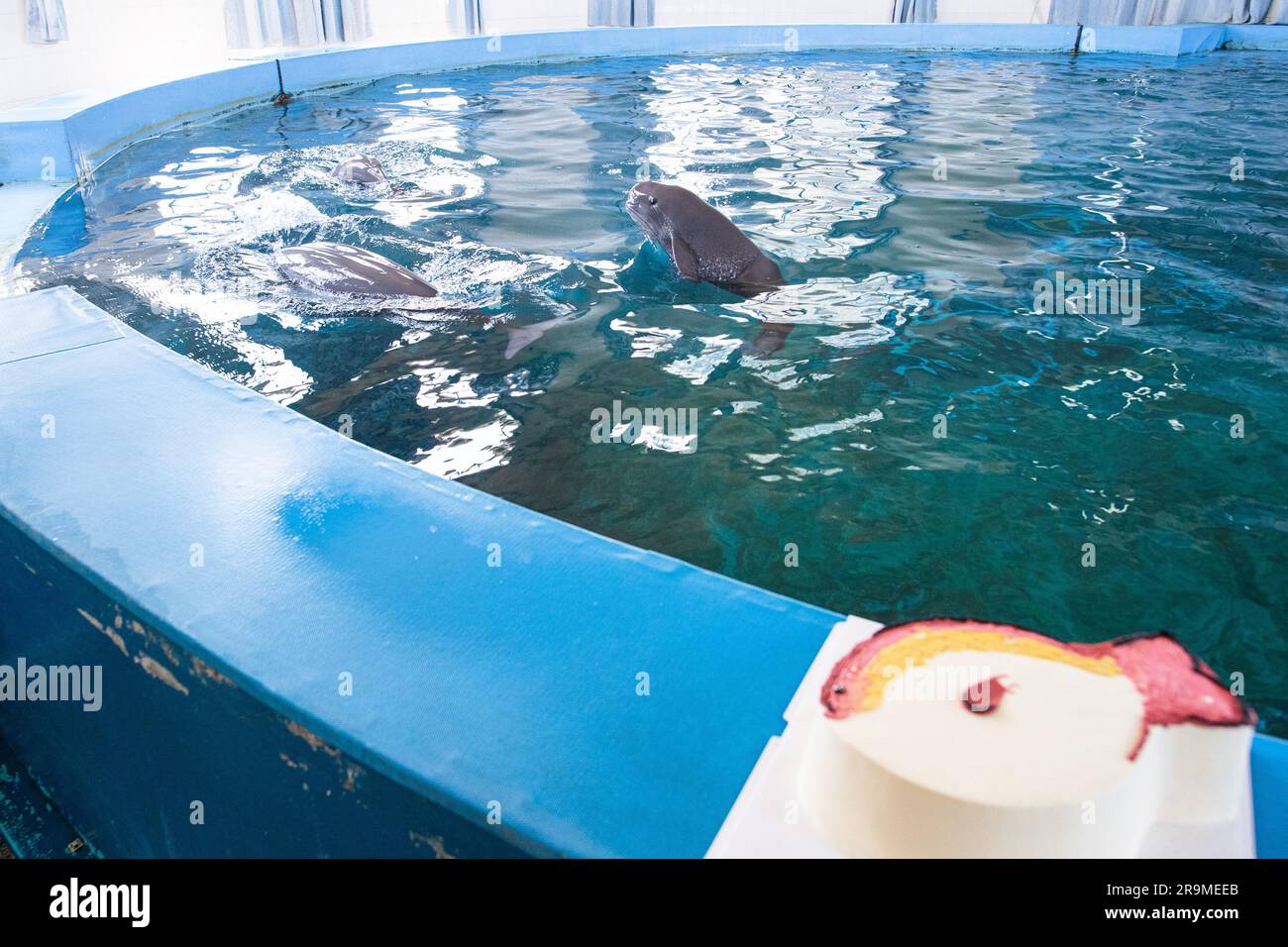 Wuhan, China's Hubei Province. 27th June, 2023. Yangtze finless porpoise F9C22 swims with its family at the Institute of Hydrobiology (IHB) of Chinese Academy of Sciences in Wuhan, central China's Hubei Province, June 27, 2023. F9C22, the first second-generation artificially-bred female Yangtze finless porpoise, turned one year old on Tuesday. On June 27, 2022, Yangtze finless porpoise Fujiu gave birth to F9C22, marking an achievement in artificial breeding and reproduction of the species. Credit: Xiao Yijiu/Xinhua/Alamy Live News Stock Photo