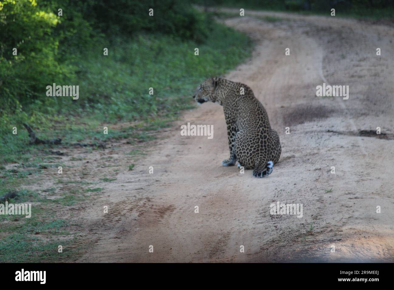 Sri Lankan Leopards in the Wild. Visit Sri Lanka Stock Photo - Alamy