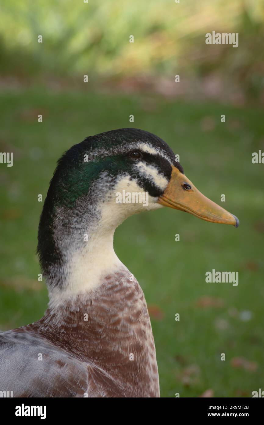 Mallard duck so adorable Stock Photo