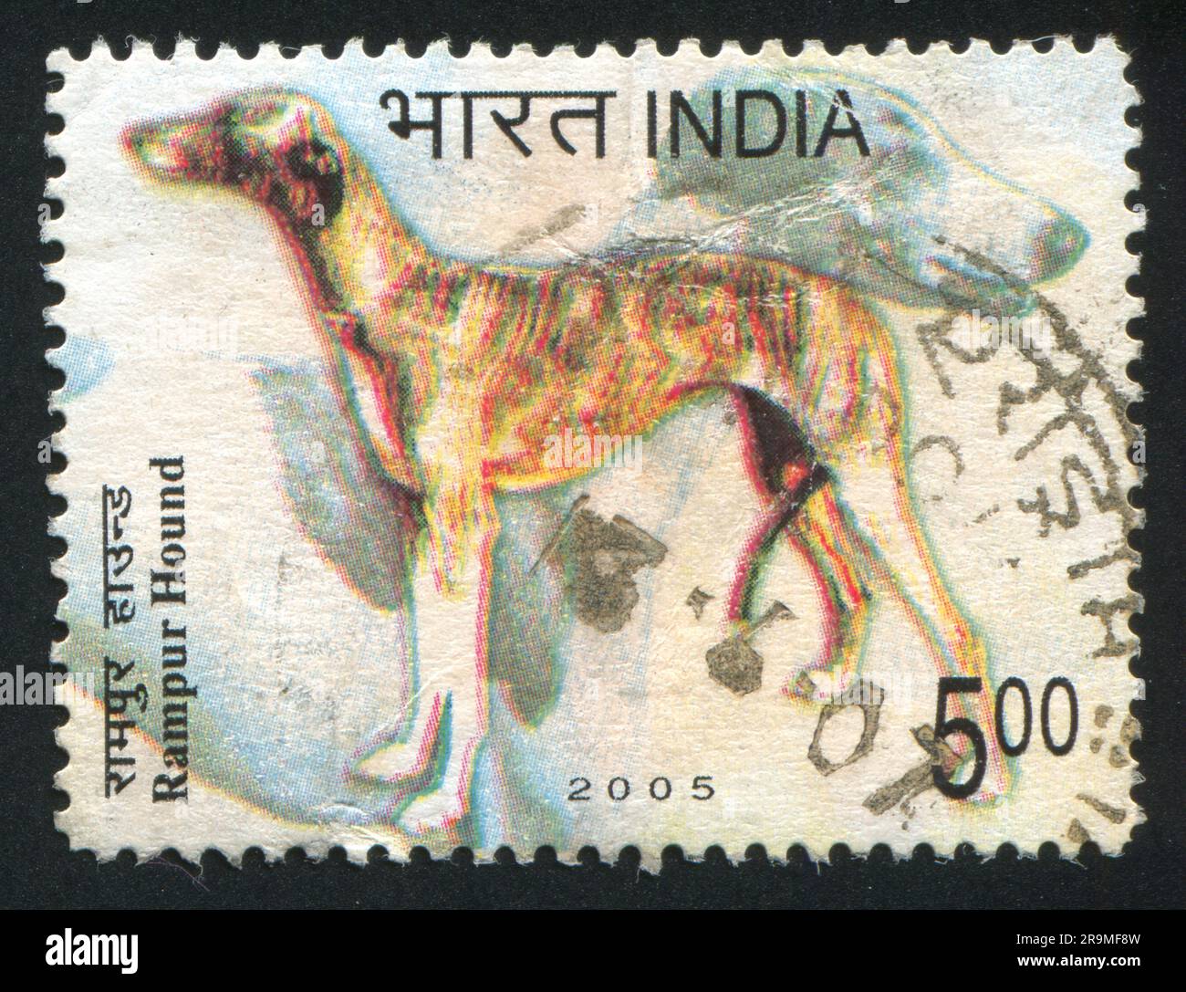 Rampur hound on sale puppies for sale