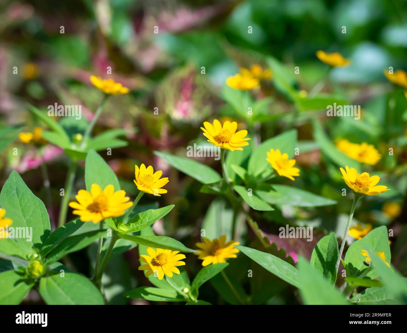 Mini sun flower, yellow flower Rudbeckia, Heliopsis helianthoides, blooming toward the sky, in shallow focus Stock Photo