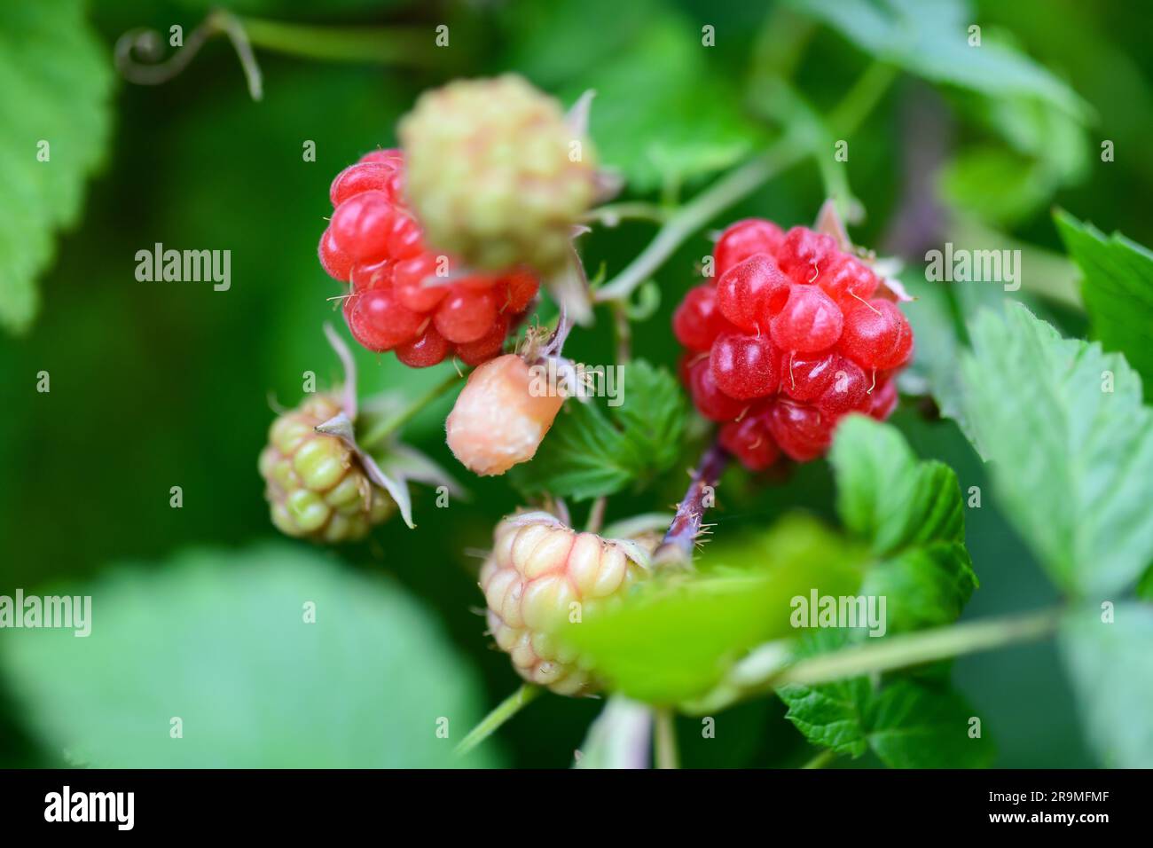 Raspberry Rubus fruit in various stages of development - Rubus parvifolius - red raspberries on plant - often misspelled as rasberry rasberries Stock Photo