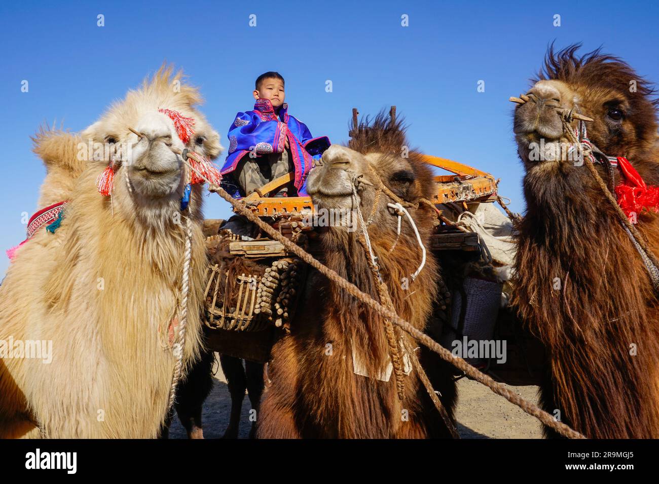 Erkhembayar Altanbanzragch, 11, poses on a camel at the Thousand Camel Festival in Dalanzadgad, Umnugovi province, Mongolia on March 7, 2023. (Uranchimeg Tsoghuu/Global Press Journal) Stock Photo