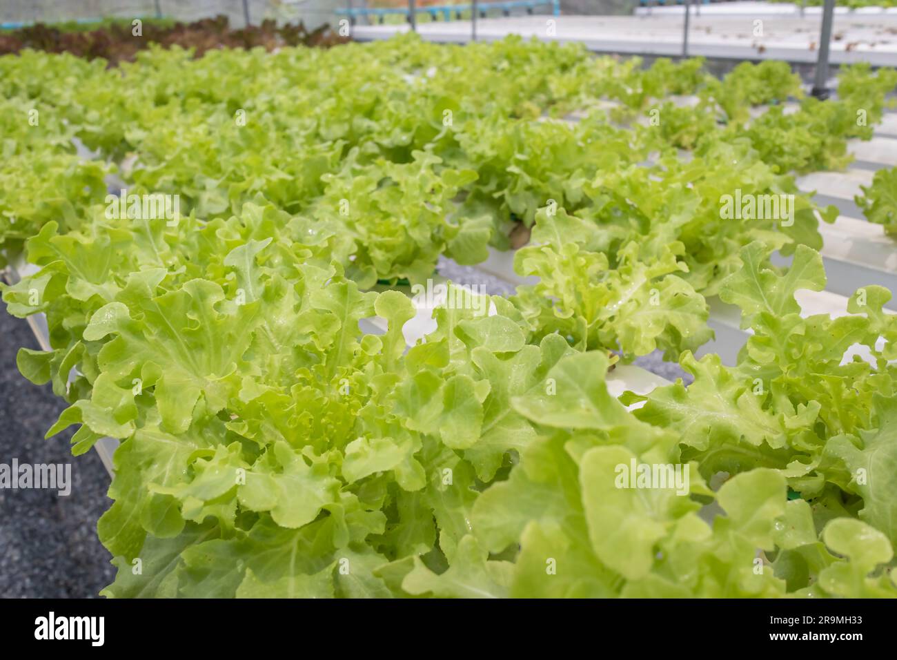 Lettuce Hydroponic farm in organic greenhouse. Vegetables salad plant in hydroponics vegetables